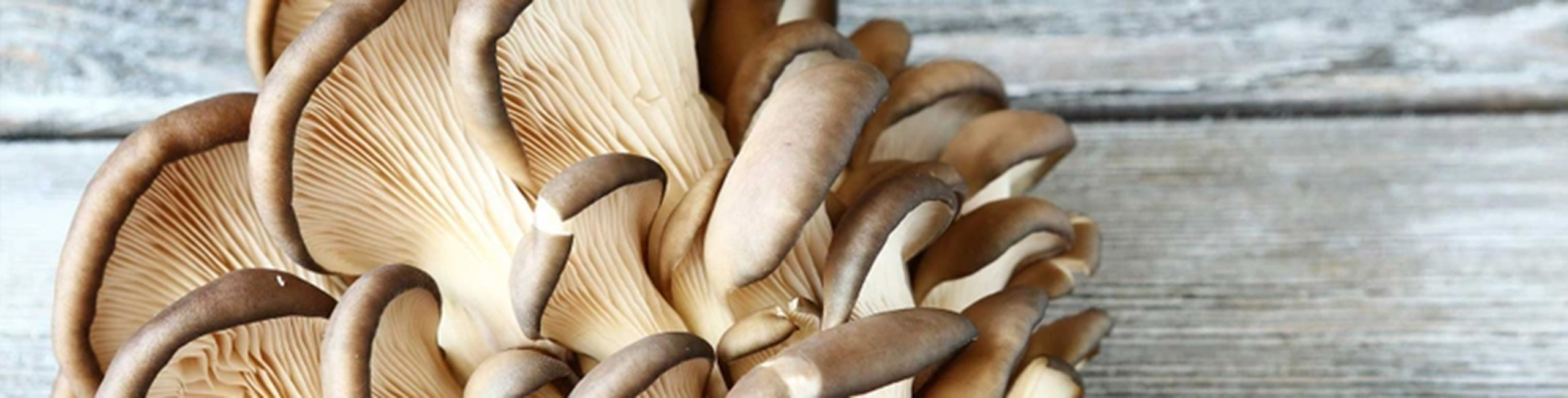 Букова печурка, една од главните состојки во производите на Defendyl-Imunoglukan.