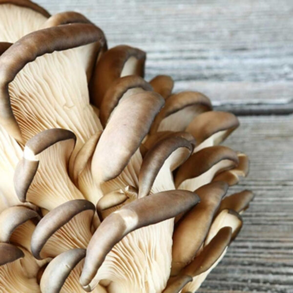 Букова печурка, една од главните состојки во производите на Defendyl-Imunoglukan.