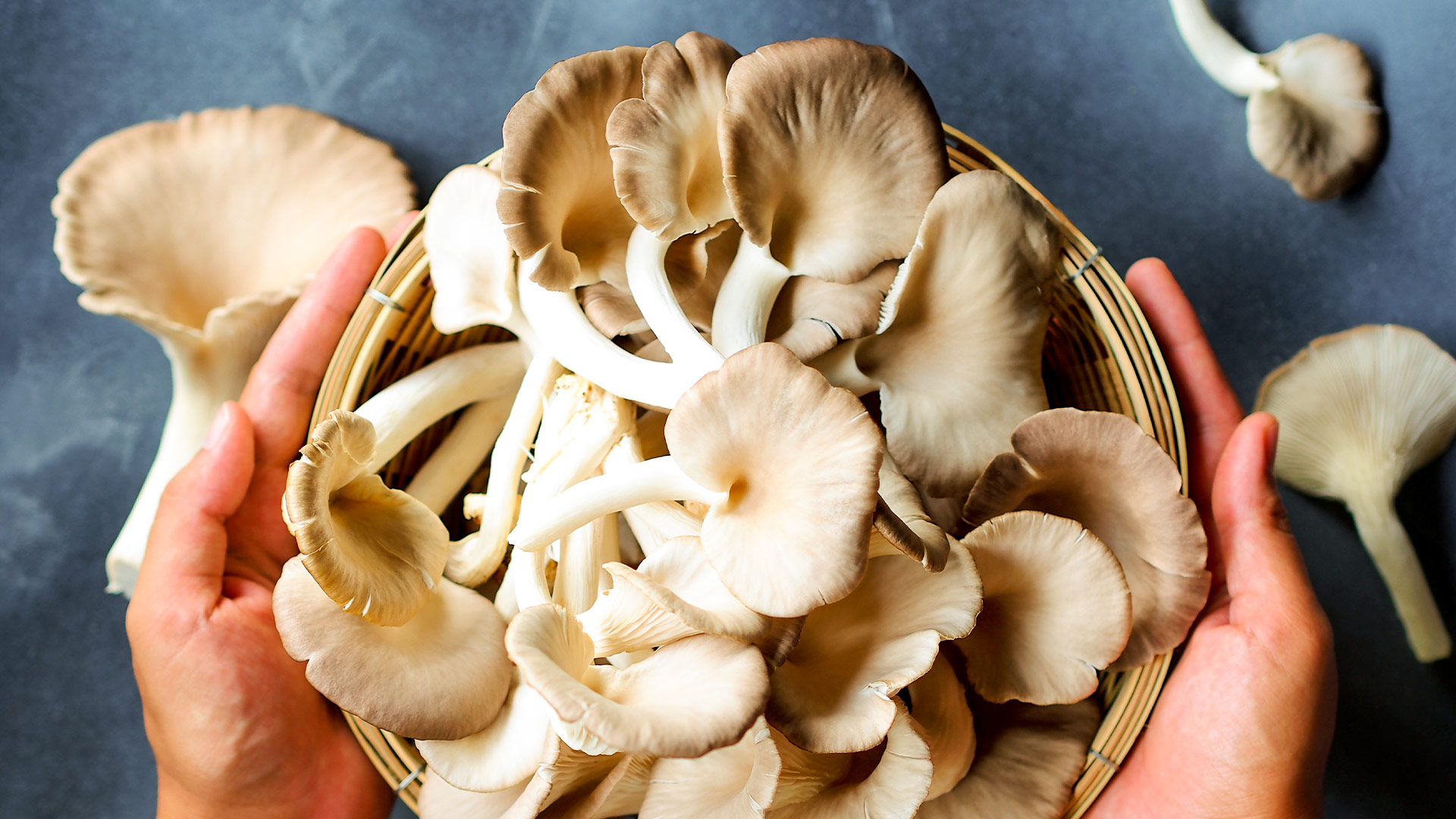 Букова печурка, една од главните состојки во производите на Defendyl-Imunoglukan.