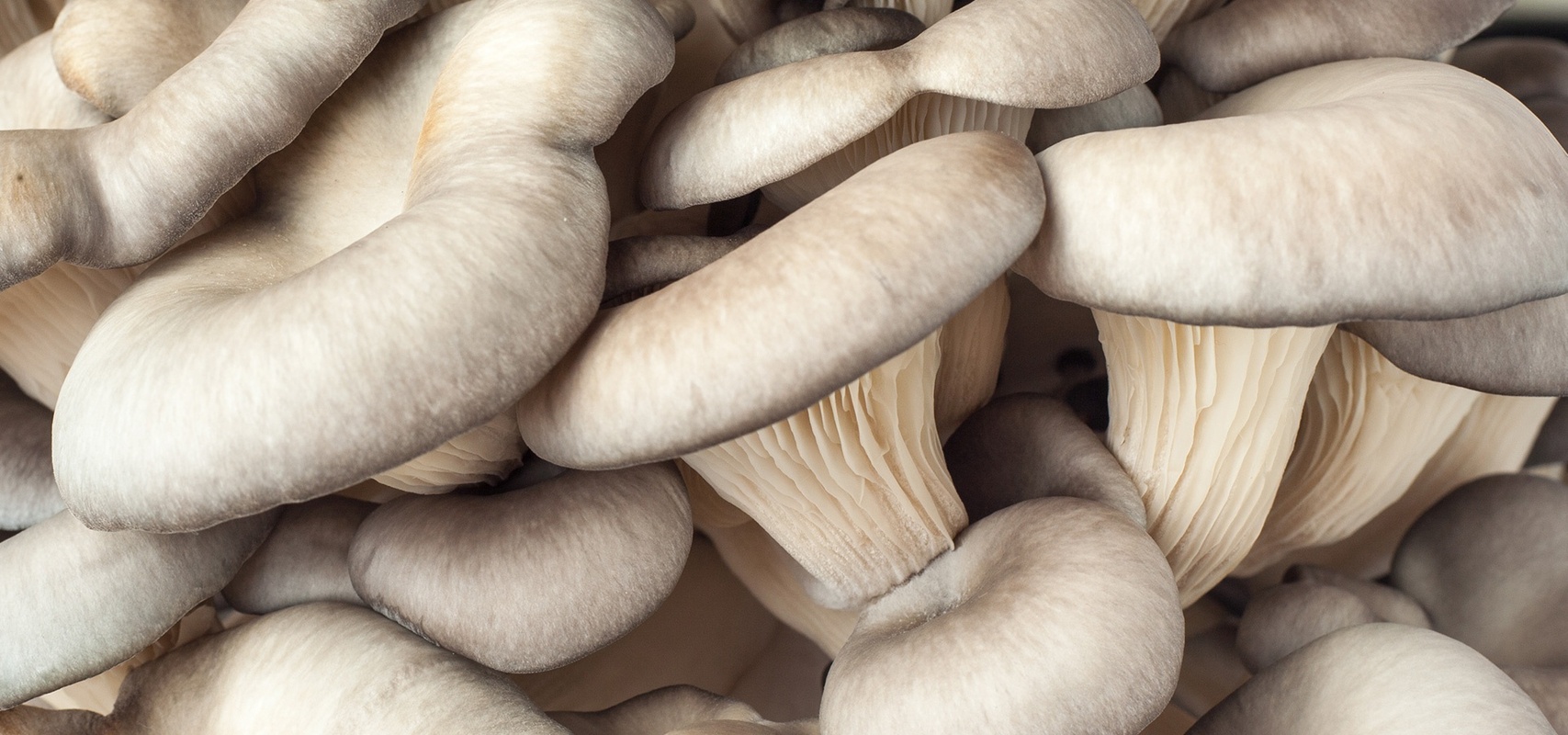 Букова печурка, една од главните состојки во производите на Defendyl-Imunoglukan.